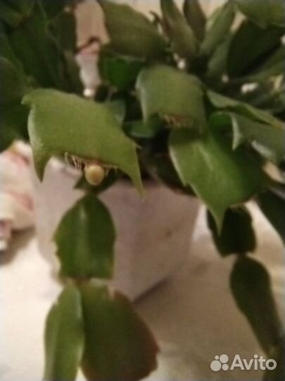 Декабрист шлюмбергера