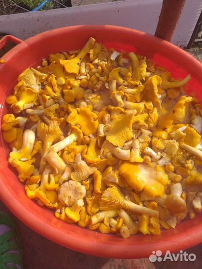 Лисички,рыжики,белые в наличии