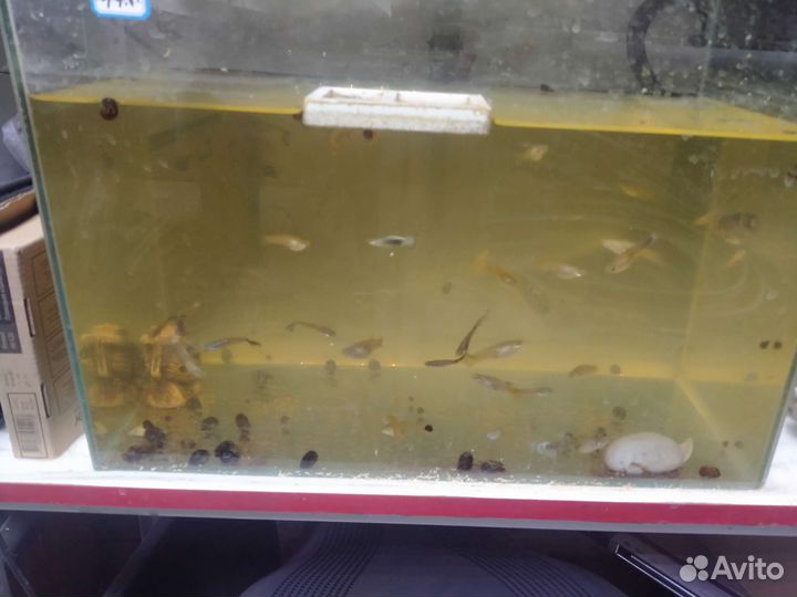 Аквариум и рыбки