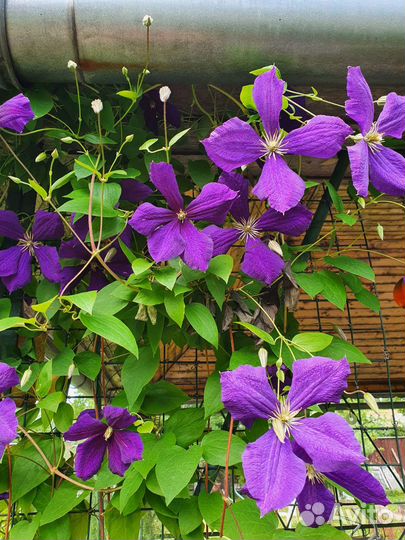 Жасмин махровый, каштан, хоста, клематис