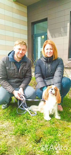 Дрессировка и воспитание собак