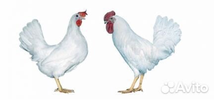 Инкубационное яйцо бройлера и другой птицы