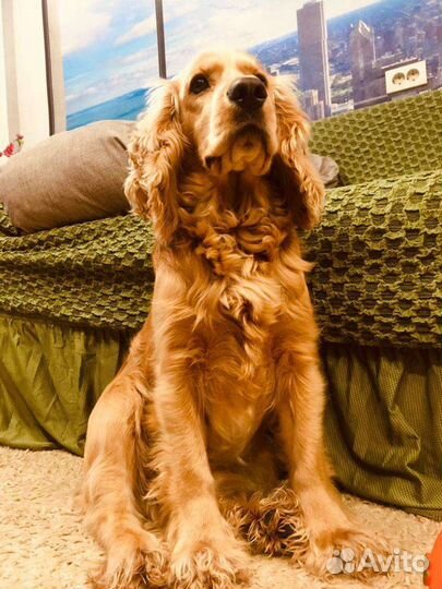 Кокер спаниель