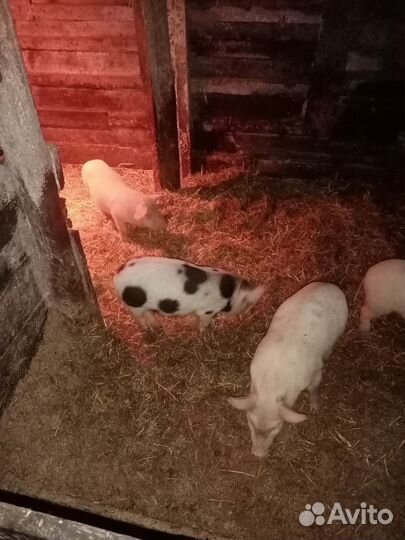 Продам поросят ландрас-дюрок 2 мес