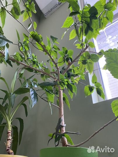 Фикус бенджамина большой