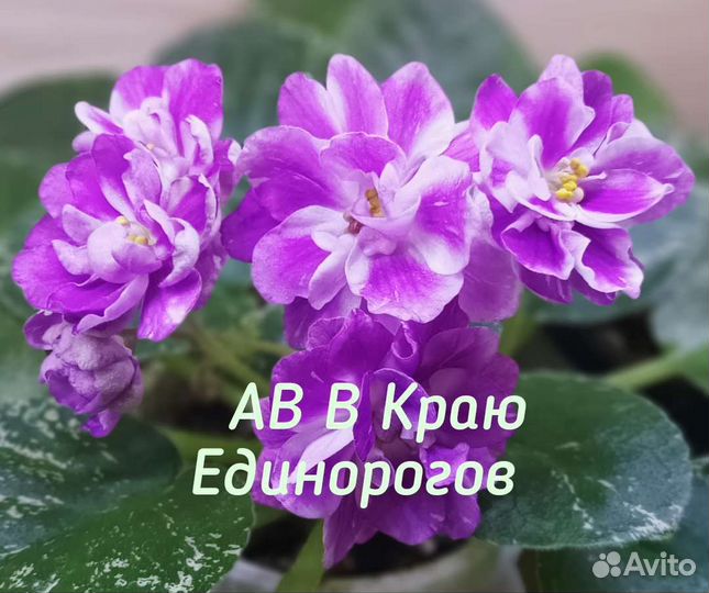 Фиалки сортовые