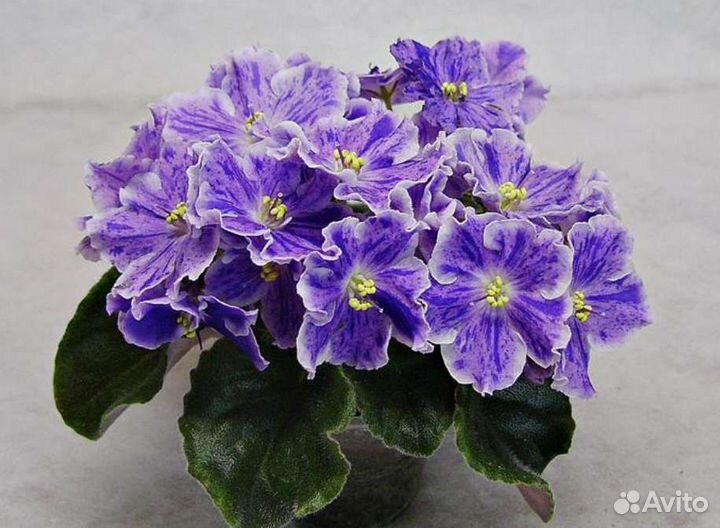 Сортовые фиалки