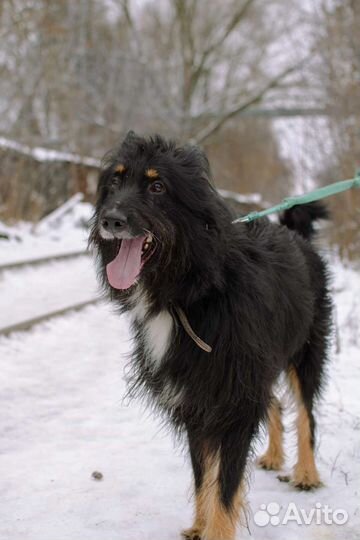 Очаровательный Балу ищет дом