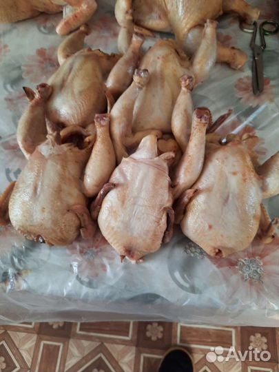 Цыплята - корнишоны домашние Куры Инлейка