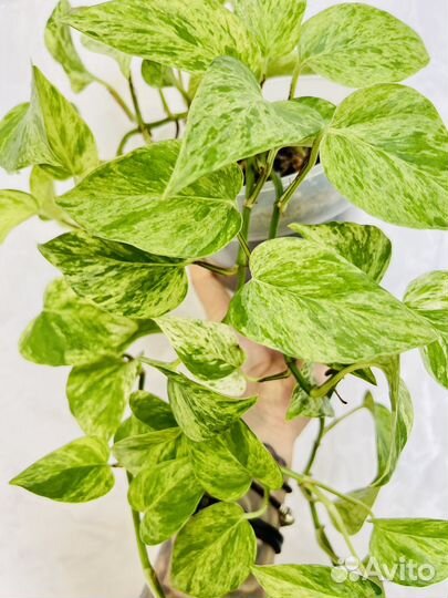 Эпипремнум Марбл Квин