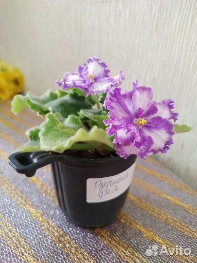 Сортовые фиалки