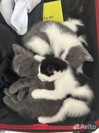 Кошка в дар бесплатно