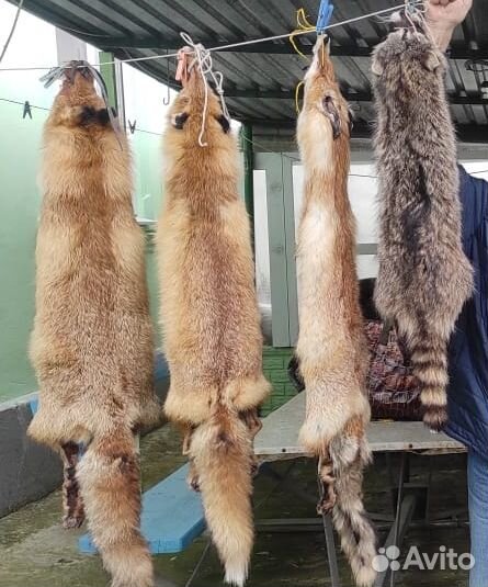 Шкура рыжей лисы