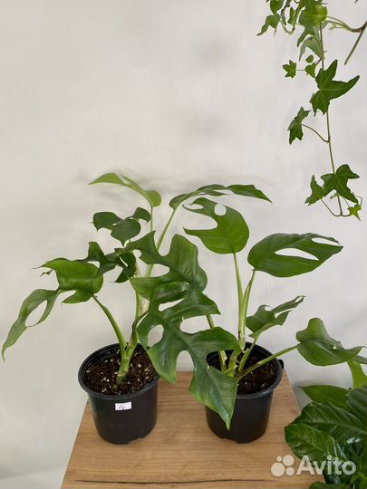 Рафидофора тетрасперма