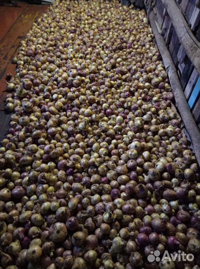 Лук репчатый продажа