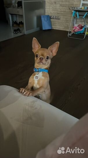 Вязка кобель чихуахуа