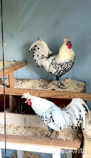 Куры Аппенцеллер Шпицхаубен инкубационное яйцо