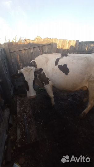 Корова стельная дойная