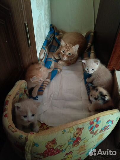 Котята - милые пушистики