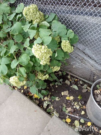 Гортензия. Многолетний