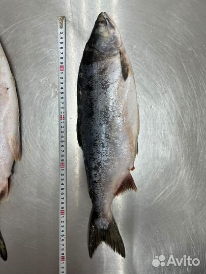 Горбуша стейк вакуум