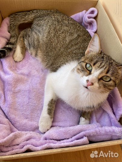 Плюс 100 в карму Кошка