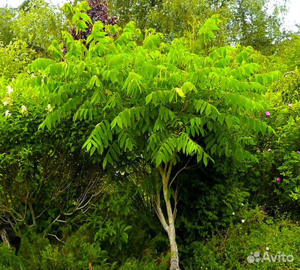 Орех Манчжурский