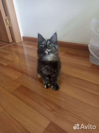 Котята мейнкуна