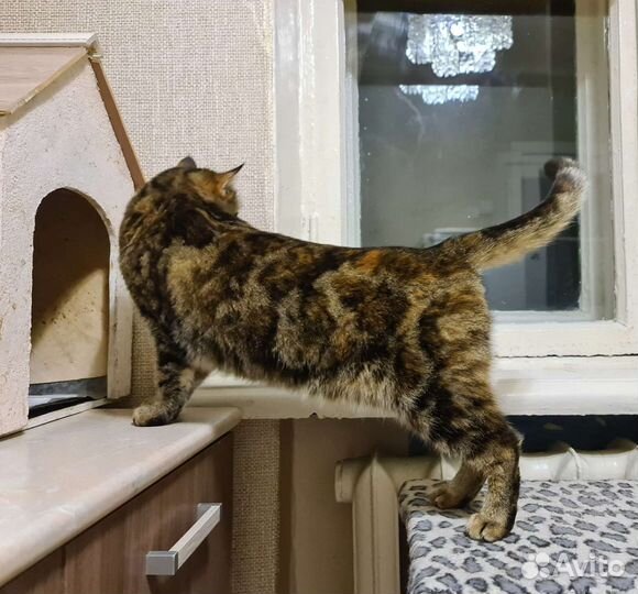 Красивейшая Мария в дар Надёжным людям