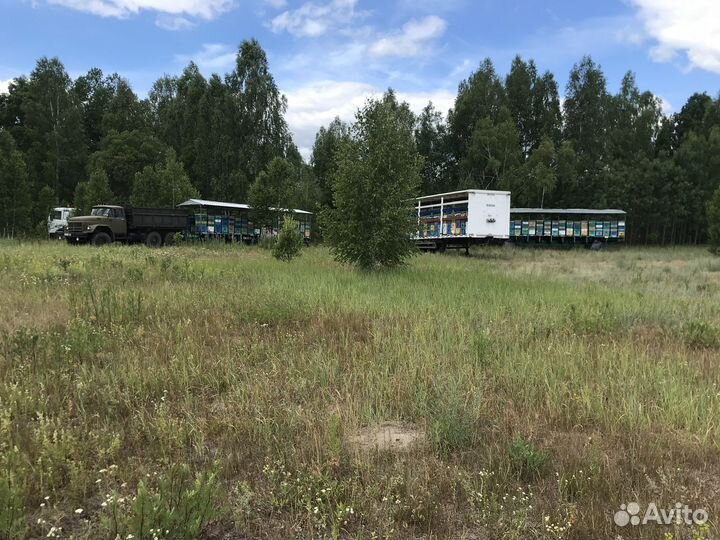 Мед/мёд Цветочный