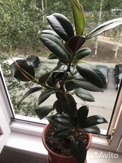 Комнатные цветы