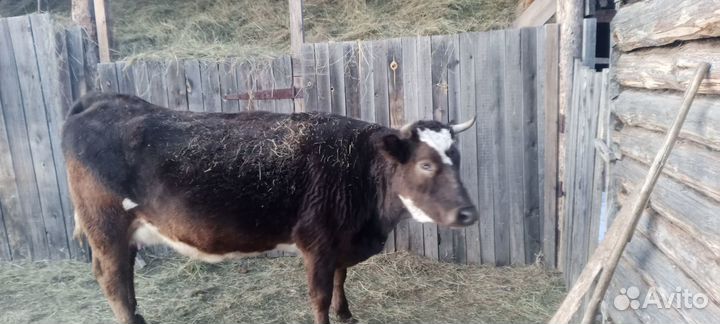 Продам молодую корову