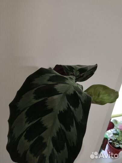 Калатея Хелен Кеннеди