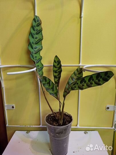 Комнатные цветы