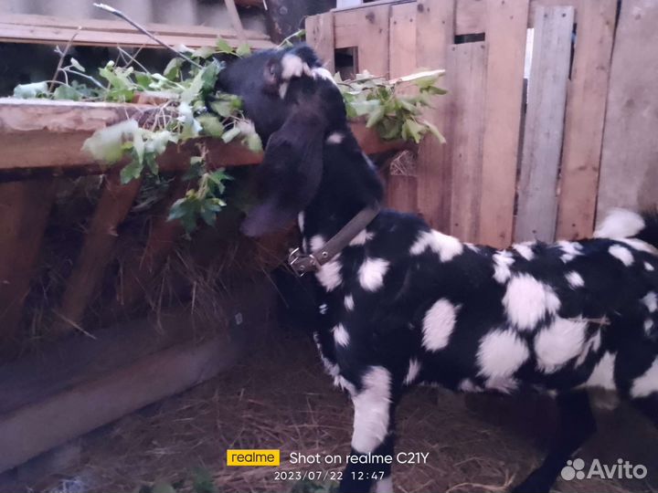 Нубийский козел