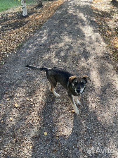 Щенок небольшой