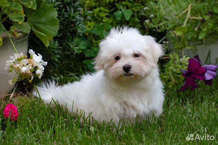 Мальтезе щенки