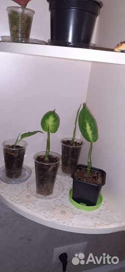 Диффенбахия