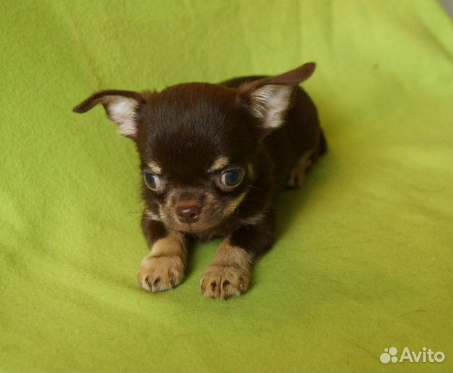 Мальчик шоколадно-подпалый