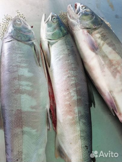 Красная икра Кета 2024