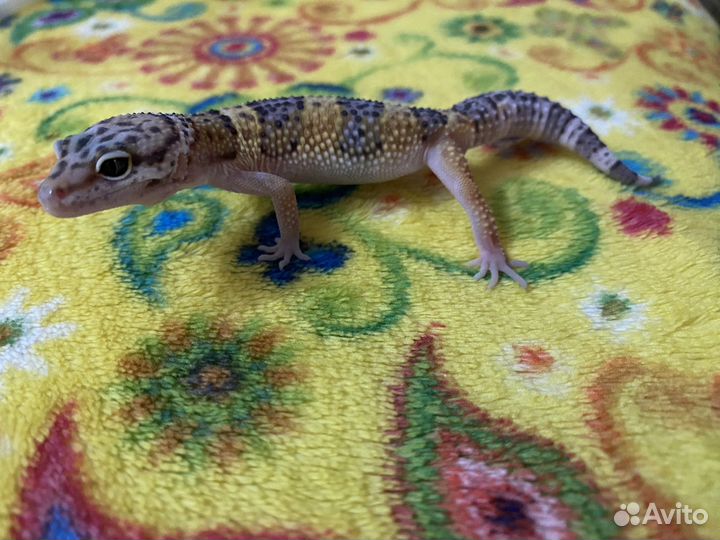 Геккон Эублефар