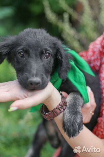 Кокер спаниель помесь