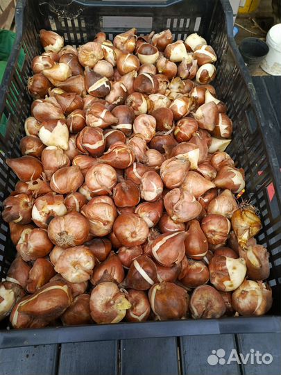 Луковицы тюльпанов