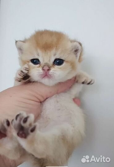 Британские золотые малыши