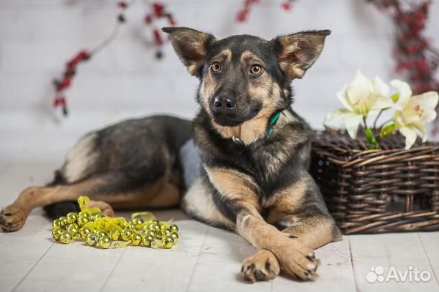 Хельга небольшая собачка в дар, из приюта