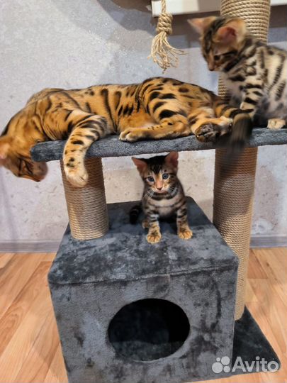 Бенгальские котята