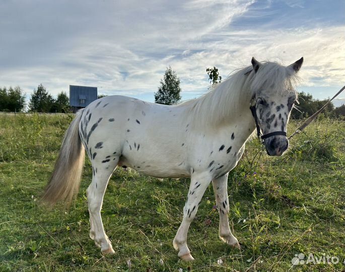 Пони мини аппалуза