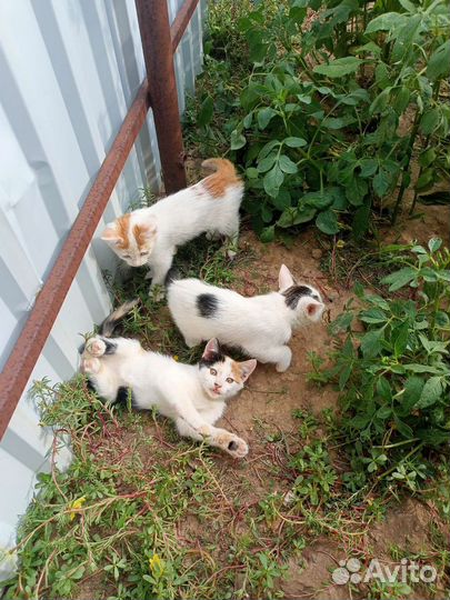 Котята в добрые руки