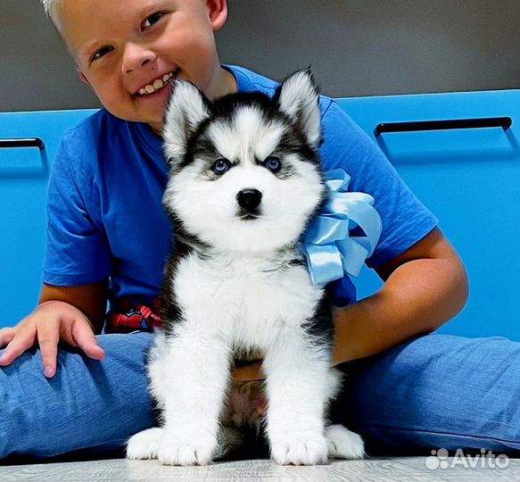 Хаски самыекрасивые Щеночки с Документами