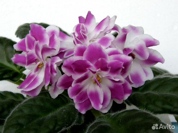 Фиалки цветущие,детки,листы,доставка